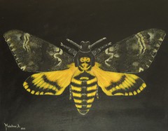 gelber schwarzer Schmetterling mit Totenkopf,Tierwelt, Acryl Bild, Kunst Atelier, Antje Meischner, farbig